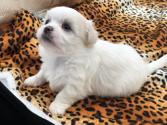 MALTESE X SHIHTZU