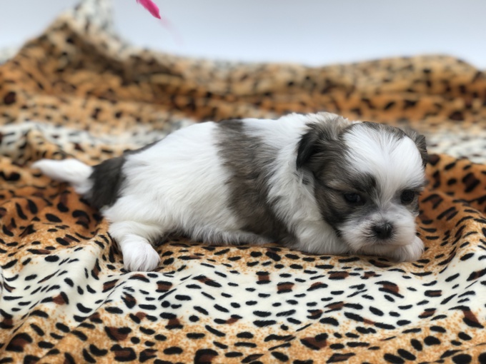 MALTESE X SHIHTZU