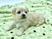 MALTESE X SHIHTZU