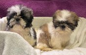 Shih Tzu 