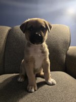 Mastiff Mix