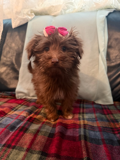 Australian shepherd x miniature Poodle