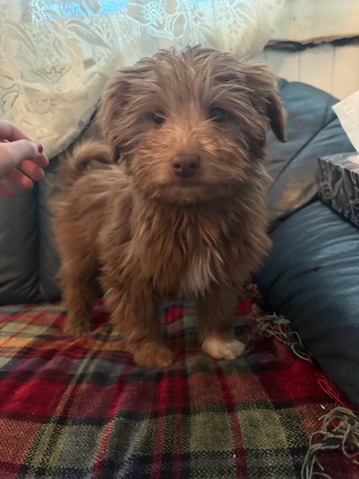 Australian shepherd x miniature Poodle