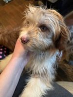 Australian shepherd x miniature Poodle