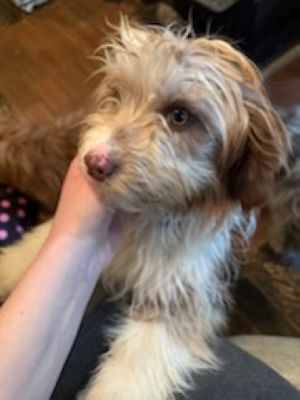 Australian shepherd x miniature Poodle