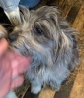 Australian shepherd x miniature Poodle