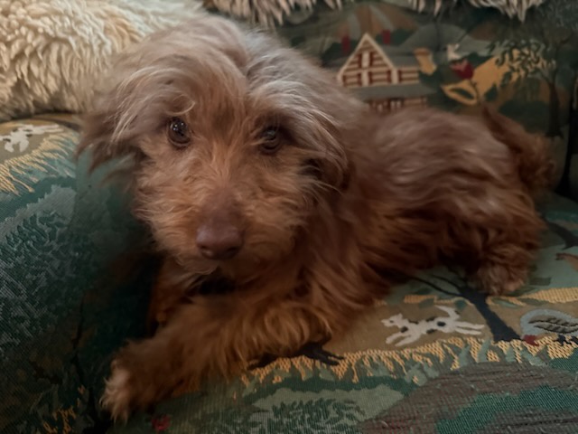 Australian shepherd x miniature Poodle