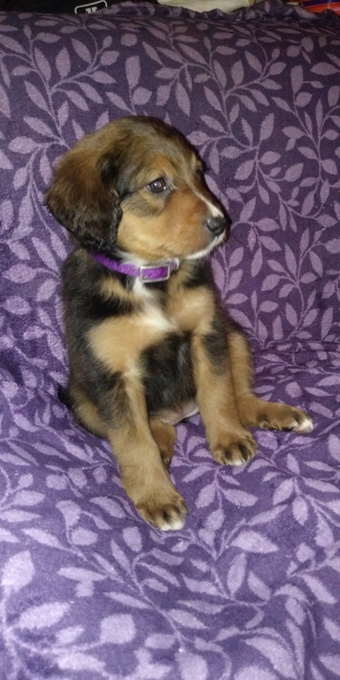 Toy, mini & standard Doodles 