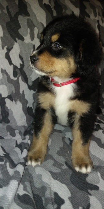 Toy, mini & standard Doodles 