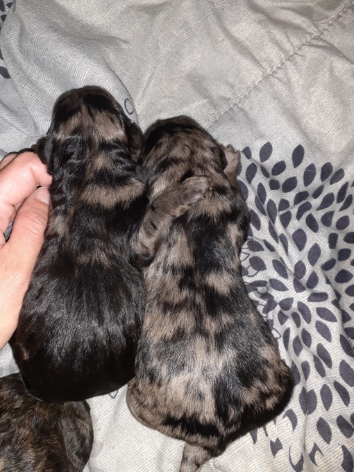 Toy, mini & standard Doodles 