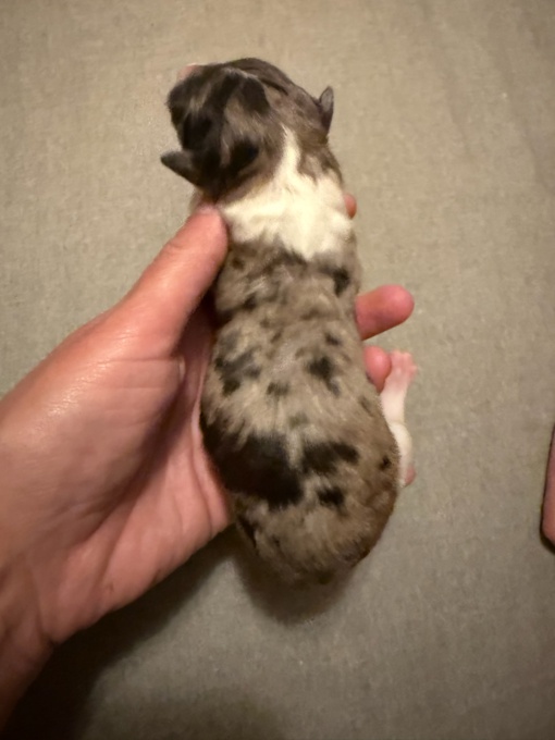 Toy, mini & standard Doodles 