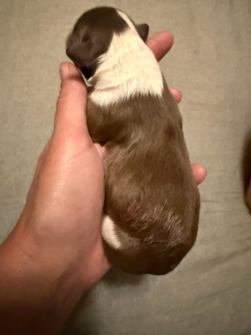 Toy, mini & standard Doodles 