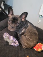 French bulldog American bully