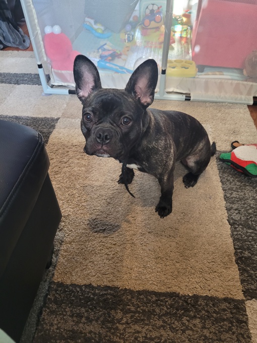 French bulldog American bully