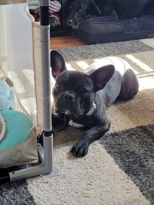 French bulldog American bully