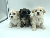 Shihtzu X BichonFrise