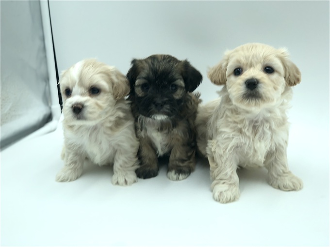 Shihtzu X BichonFrise