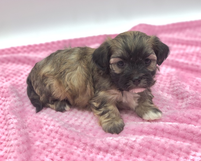 Shihtzu X BichonFrise