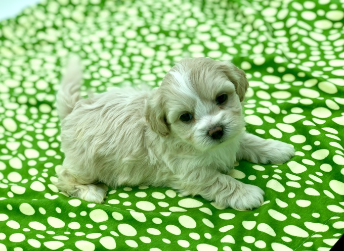 Shihtzu X BichonFrise