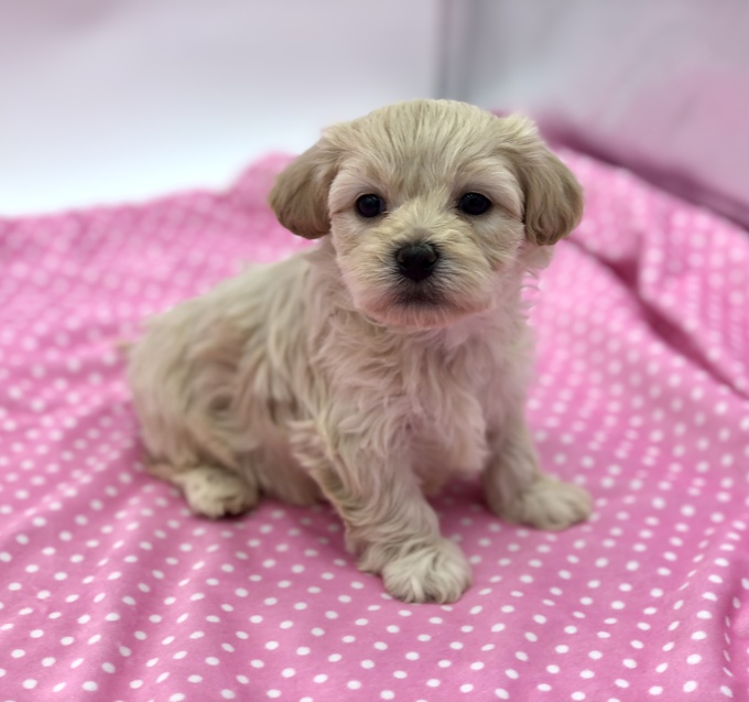 Shihtzu X BichonFrise