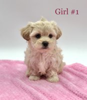 Shihtzu X BichonFrise