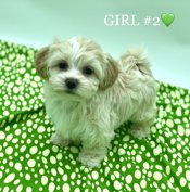 Shihtzu X BichonFrise