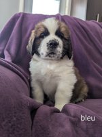 St Bernard