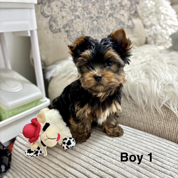 Yorkshire Terrier
