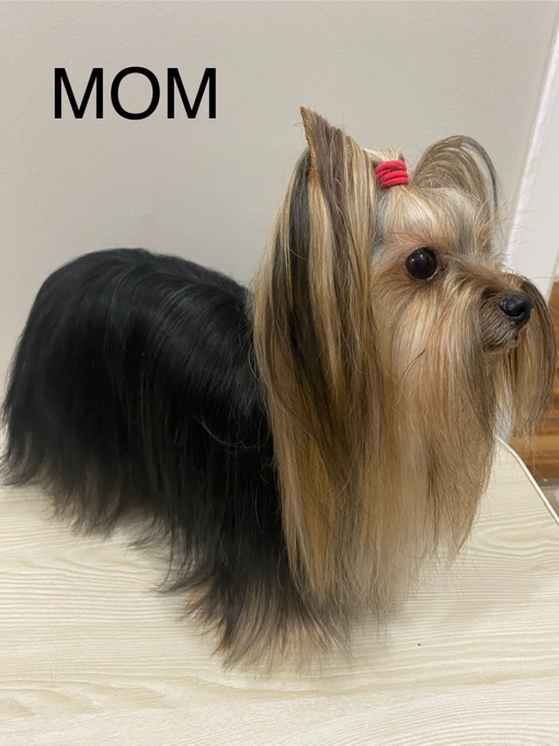 Yorkshire Terrier