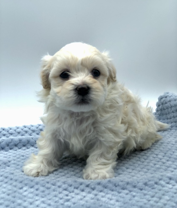 Shihtzu X BichonFrise