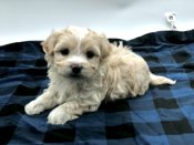 Shihtzu X BichonFrise