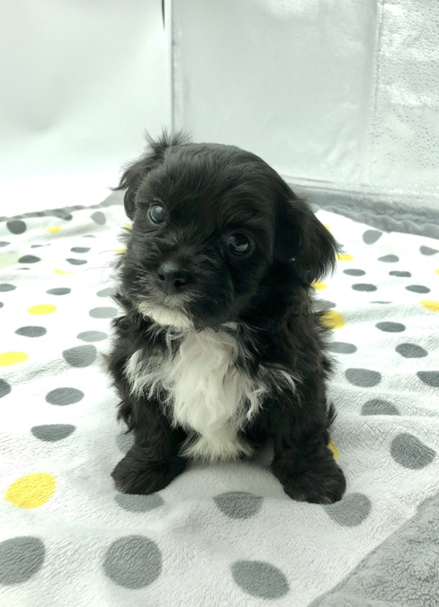 Shihtzu X BichonFrise