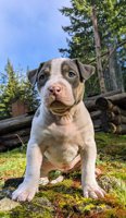 American bully