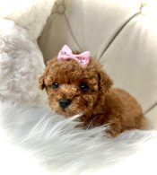 Toy Poodle
