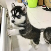 Siberian Husky