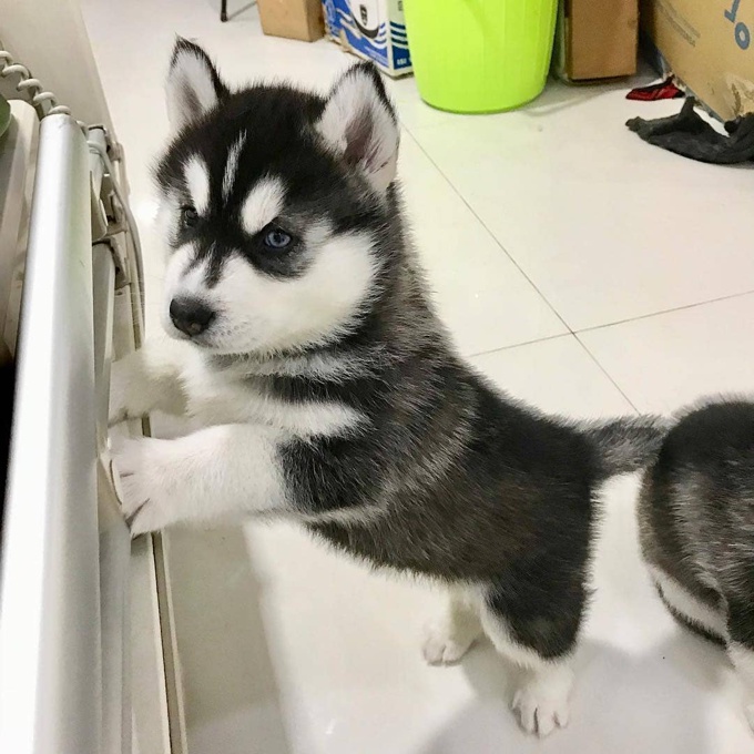 Siberian Husky