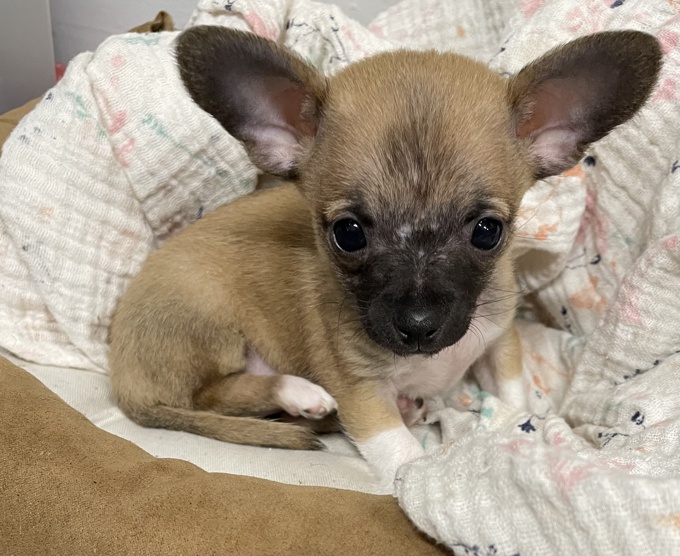 Chihuahua