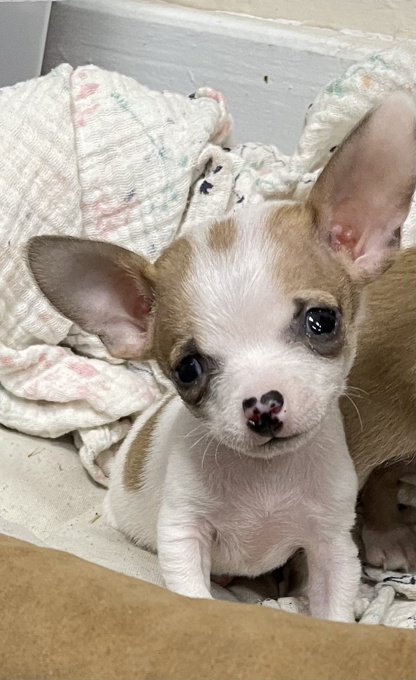 Chihuahua