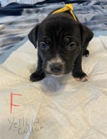 Border Collie /Lab mix