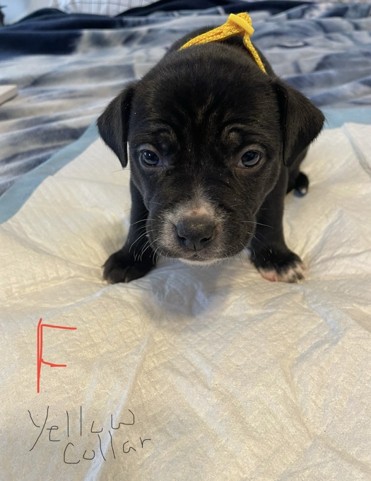 Border Collie /Lab mix