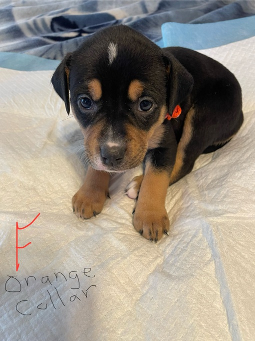 Border Collie /Lab mix