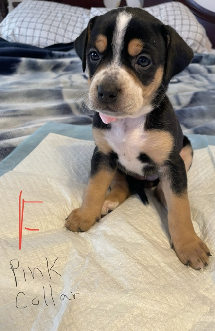 Border Collie /Lab mix