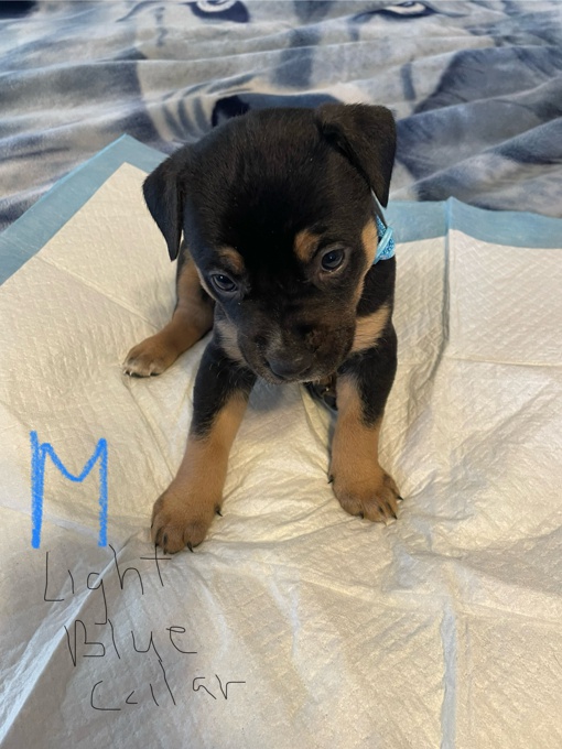 Border Collie /Lab mix