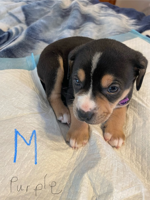 Border Collie /Lab mix