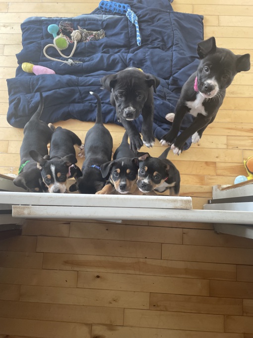 Border Collie /Lab mix /American bully