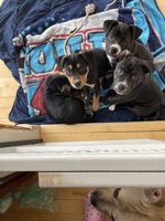 Border Collie /Lab mix /American bully