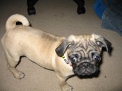 pug