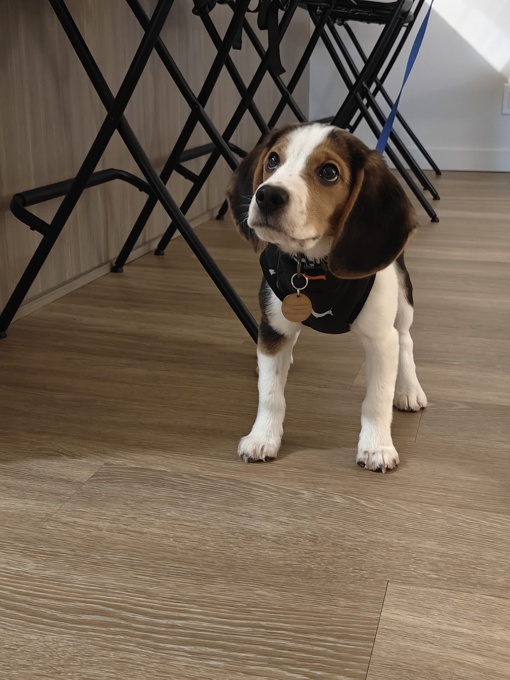 Beagle