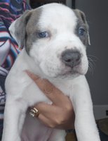 Amercian Bully x Stafford shire