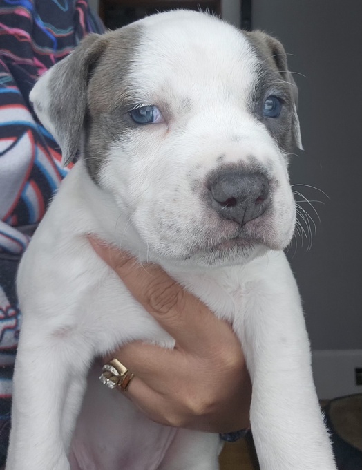 Amercian Bully x Stafford shire